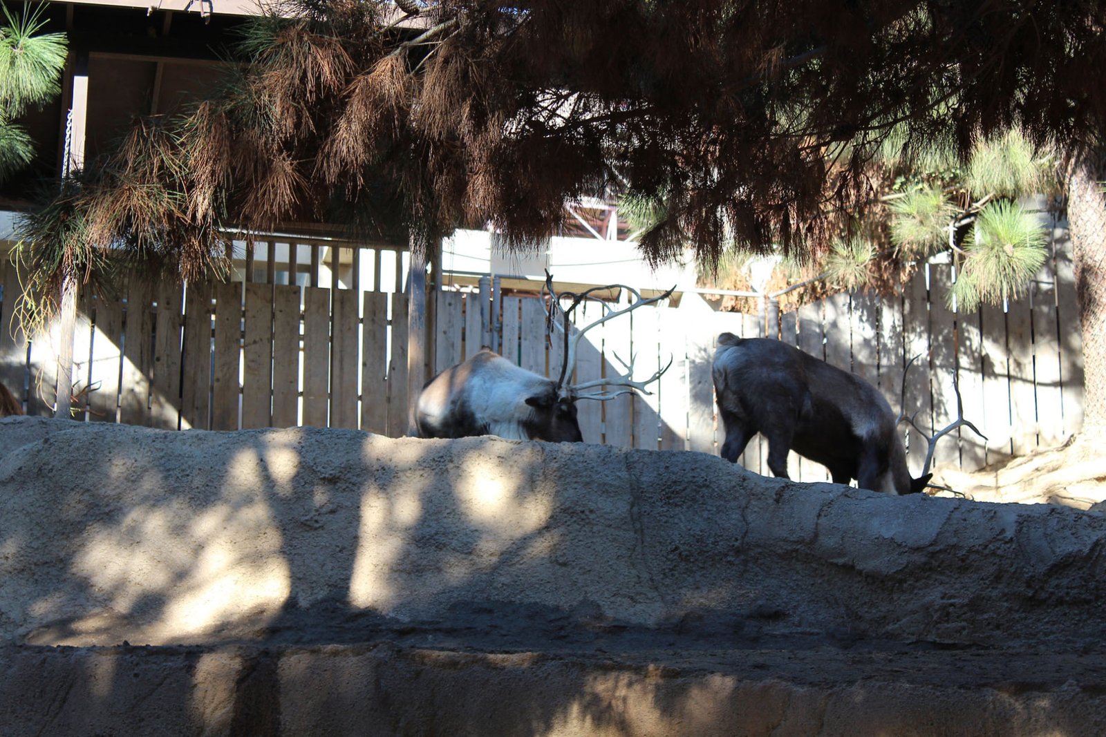 San Diego Zoo Part II 070